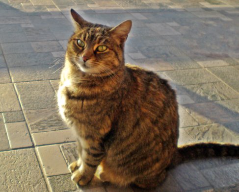 Tigrottina